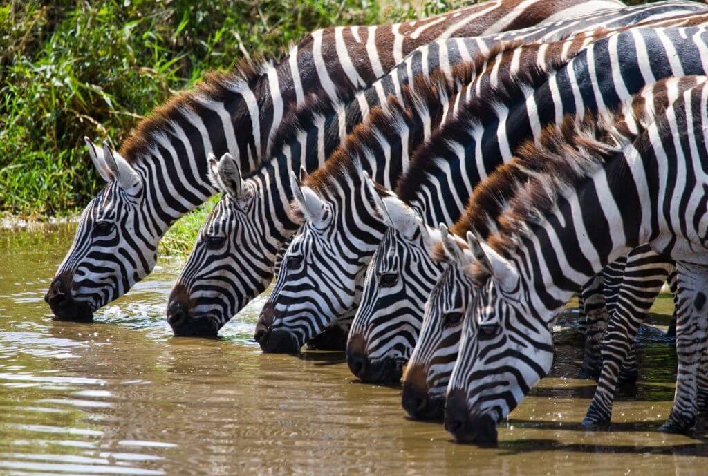 safari en africa organizado por una agencia de viajes