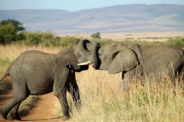 combinaciones de viajes a africa, Tanzania y Uganda