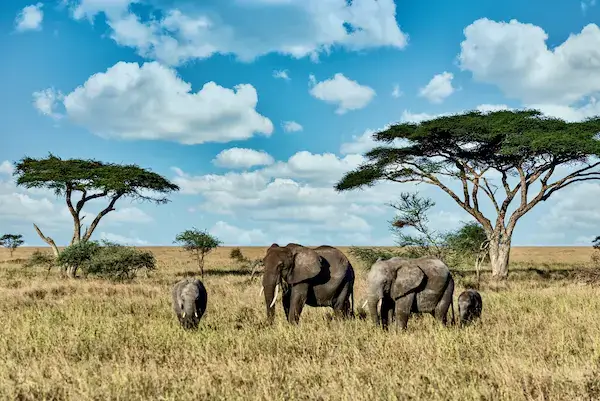 viajes a africa desde Málaga, Kenia