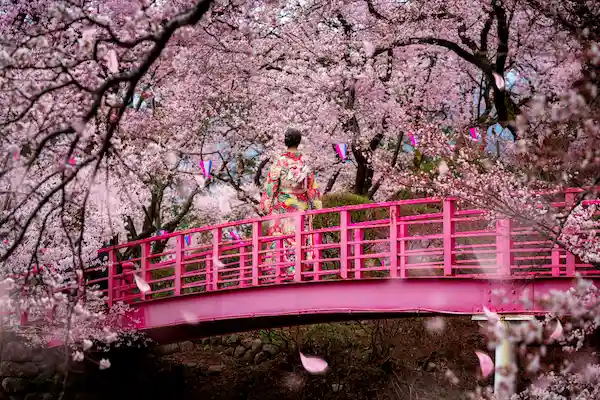 japón en época de cerezos