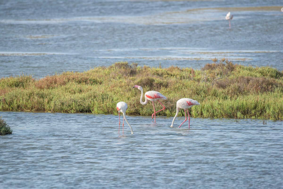 Lago nakuru kenia
