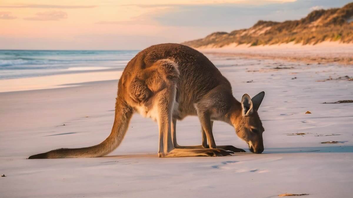 naturaleza de asutralia oceania